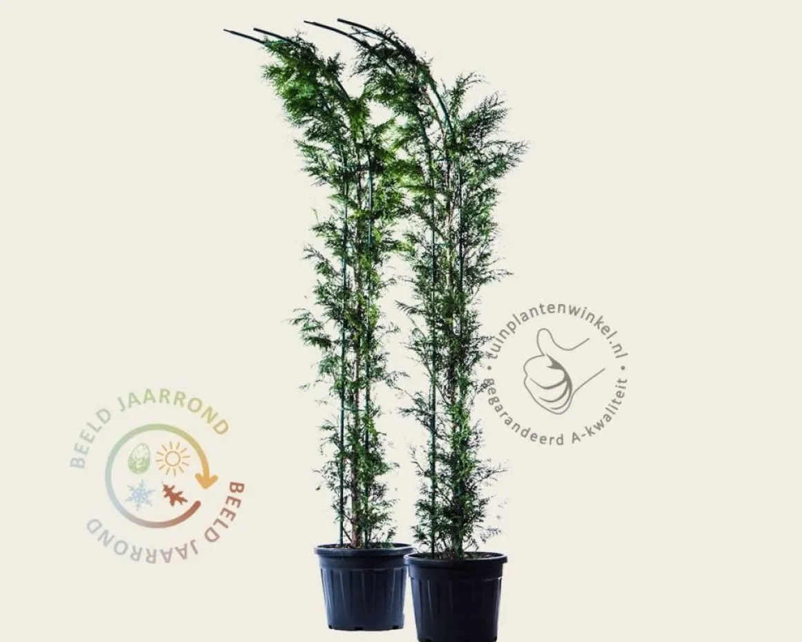 Thuja plicata 'Excelsa' - Boogvorm set