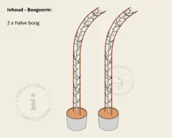 Thuja plicata 'Excelsa' - Boogvorm set