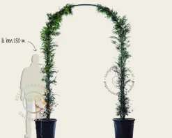 Thuja plicata 'Excelsa' - Boogvorm set