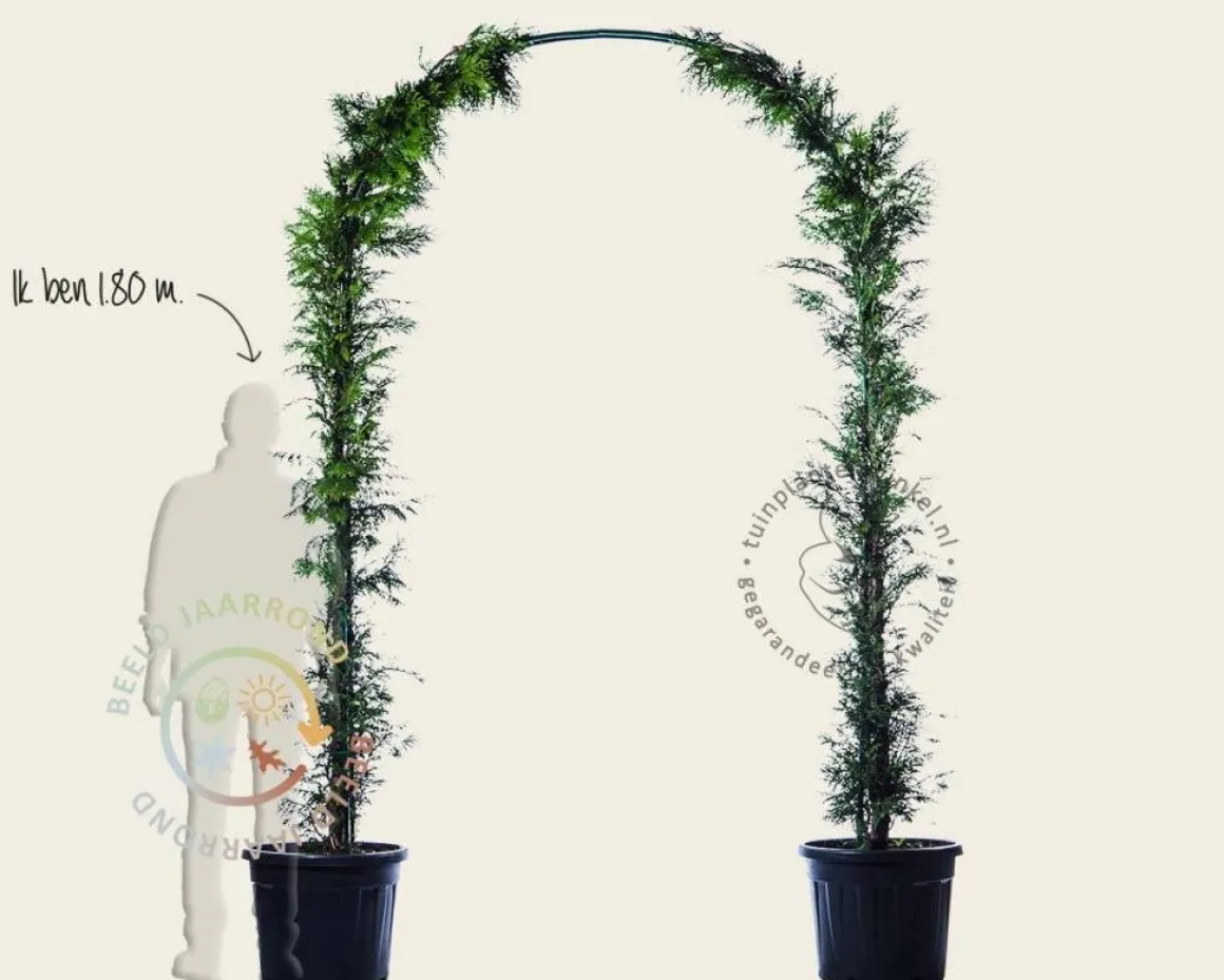 Thuja plicata 'Excelsa' - Boogvorm set