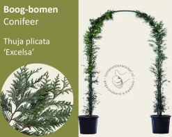 Thuja plicata 'Excelsa' - Boogvorm set