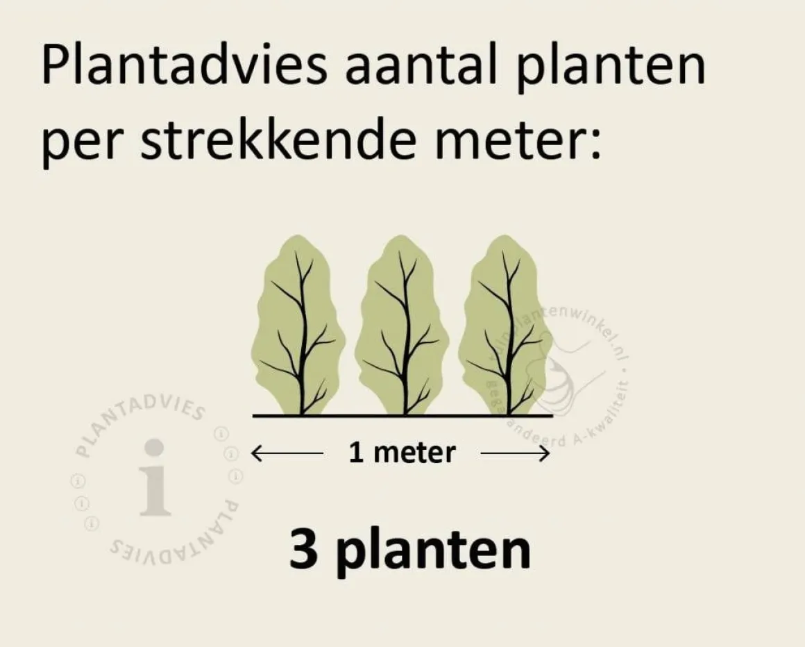 Thuja plicata 'Excelsa' - in pot
