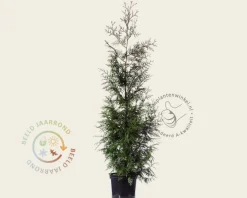 Thuja plicata 'Excelsa' - in pot