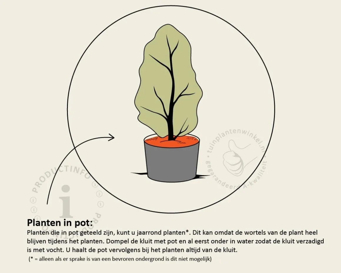 Thuja plicata 'Excelsa' - in pot