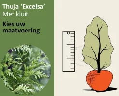 Thuja plicata 'Excelsa' - kluit