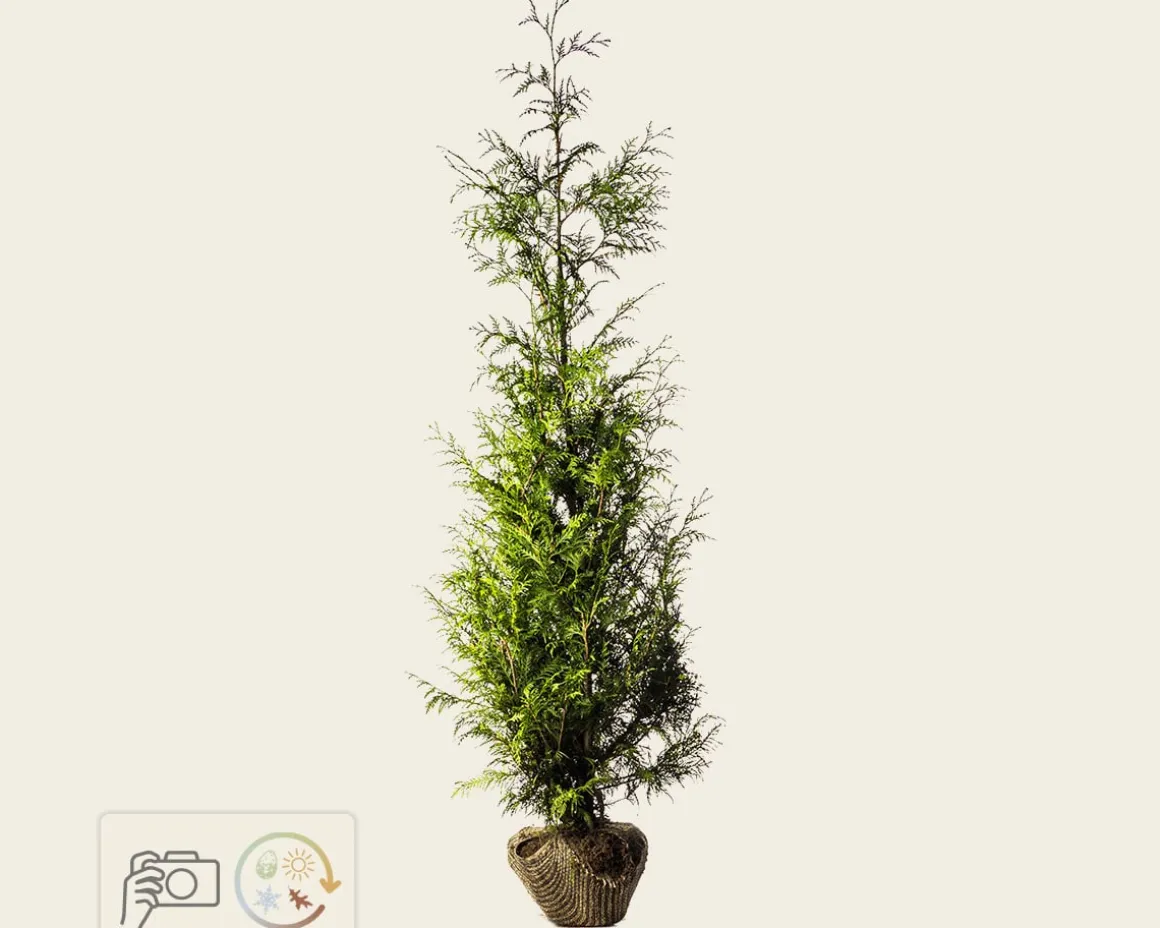 Thuja plicata 'Excelsa' - kluit
