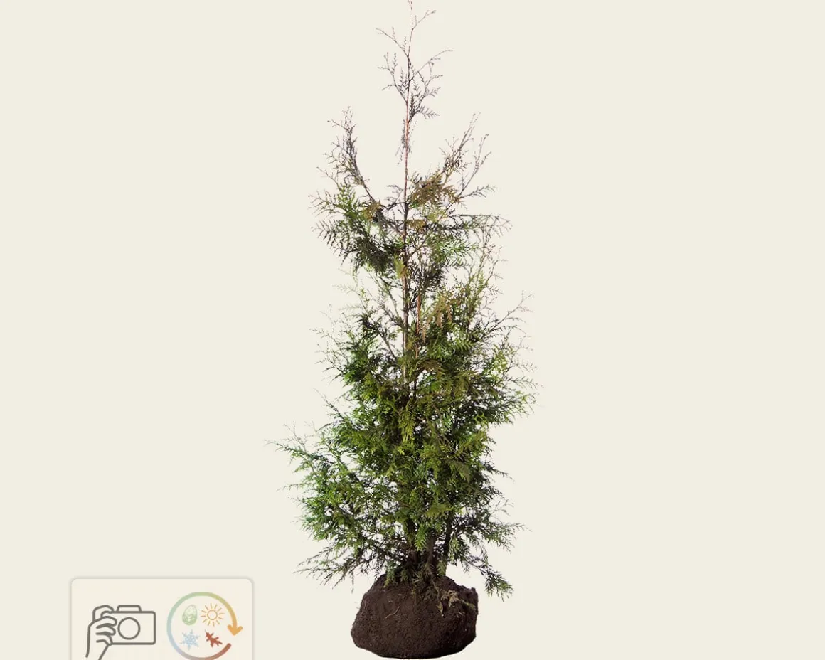 Thuja plicata 'Excelsa' - kluit