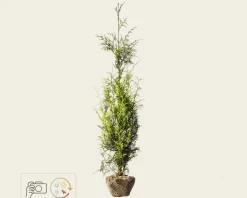Thuja plicata 'Excelsa' - kluit