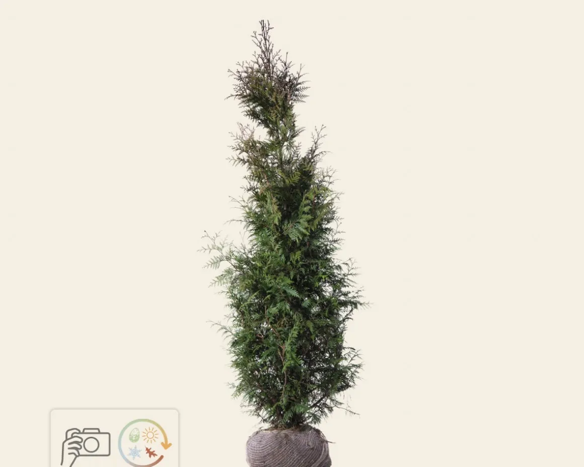 Thuja plicata 'Excelsa' - kluit