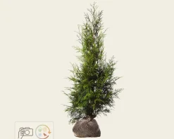 Thuja plicata 'Excelsa' - kluit