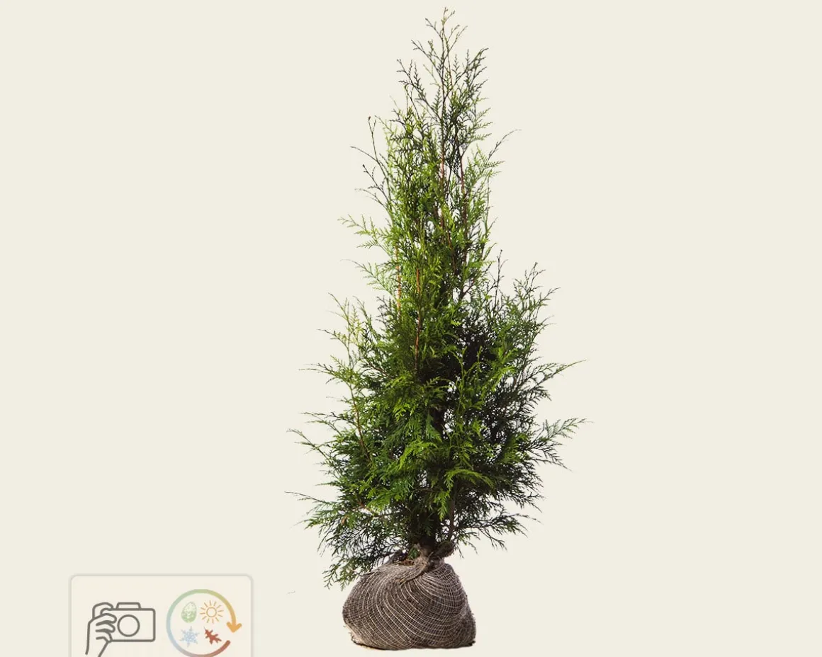 Thuja plicata 'Excelsa' - kluit