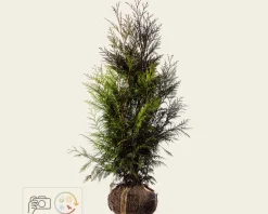 Thuja plicata 'Martin' - kluit