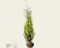 Thuja plicata 'Martin' - kluit