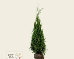Thuja plicata 'Martin' - kluit