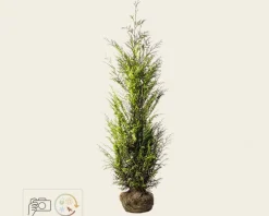 Thuja plicata 'Martin' - kluit