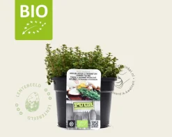 Thymus citriodorus 'Aureus' - Puur