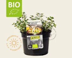 Thymus citriodorus 'Lemon Green' - Puur