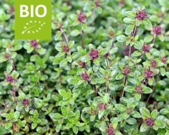 Thymus citriodorus 'Lemon Green' - Puur
