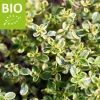 Thymus citriodorus 'Lemon Variegated' - Puur