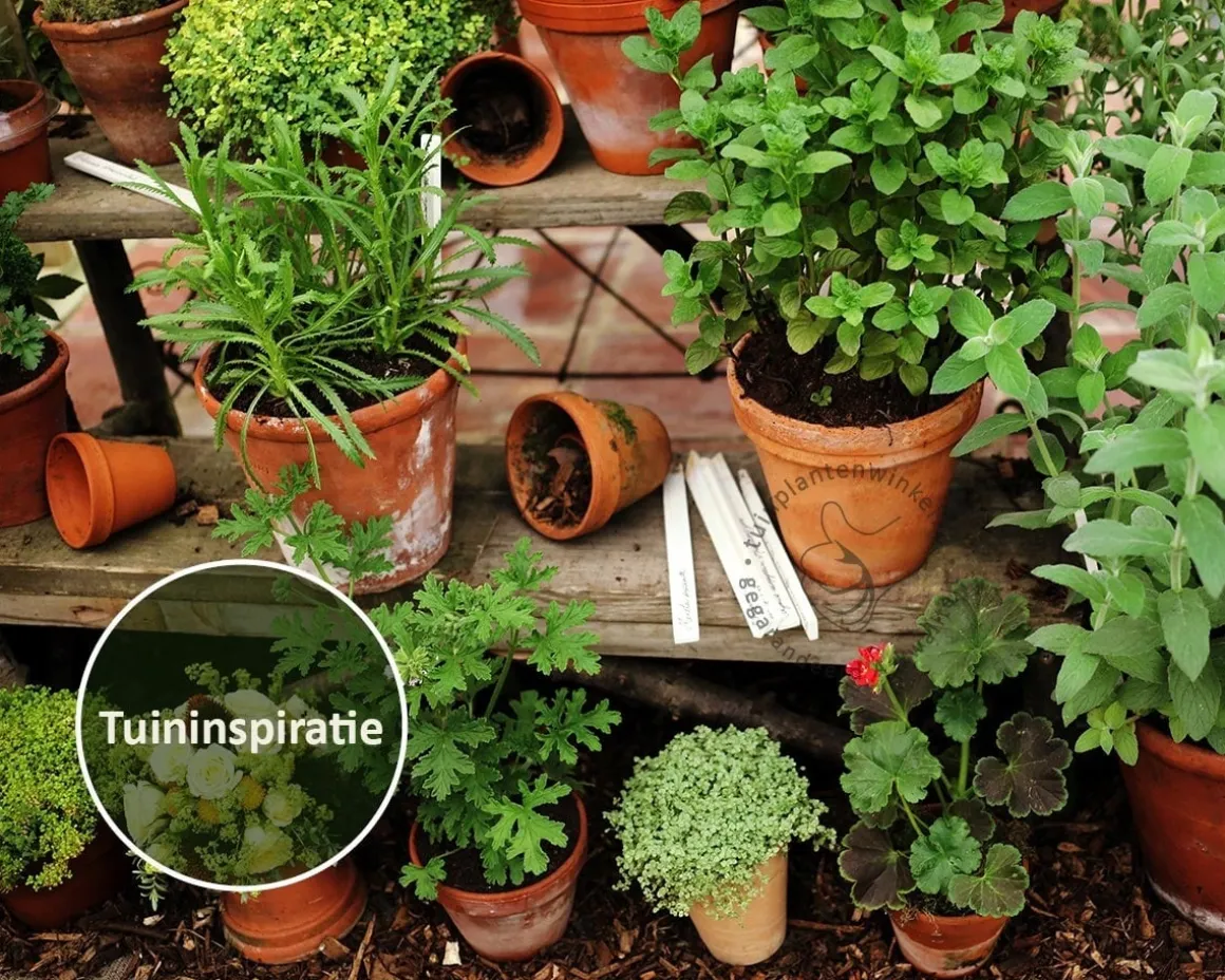 Thymus citriodorus 'Lemon Variegated' - Puur