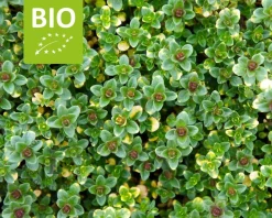 Thymus 'Doone Valley' Puur