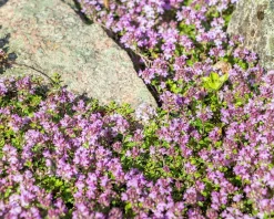 Thymus praecox 'Coccineus'