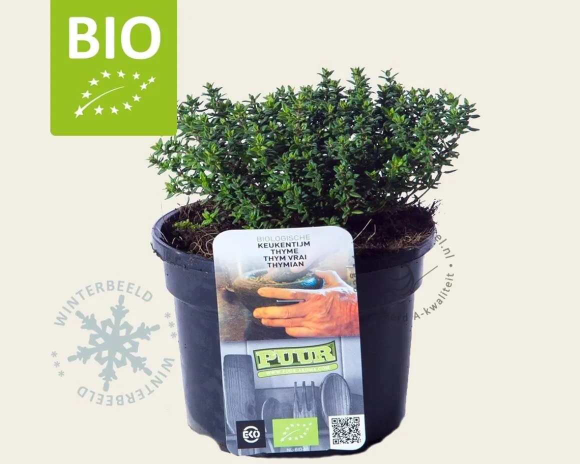 Thymus vulgaris 'Compactus' Puur