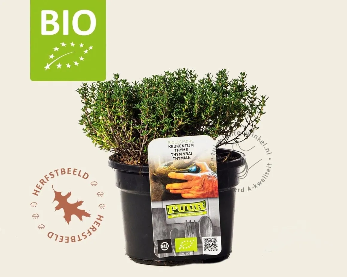 Thymus vulgaris 'Compactus' Puur