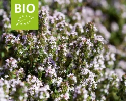 Thymus vulgaris 'Compactus' Puur