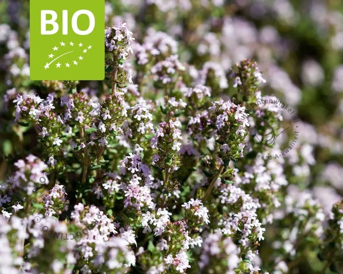 Thymus vulgaris 'Compactus' Puur