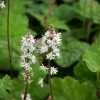 Tiarella wherryi