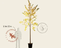 Tilia cordata 'Winter Orange' - hoogstam