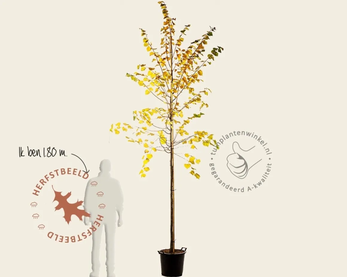 Tilia cordata 'Winter Orange' - hoogstam