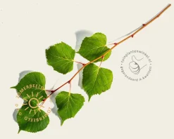 Tilia cordata 'Winter Orange' - hoogstam