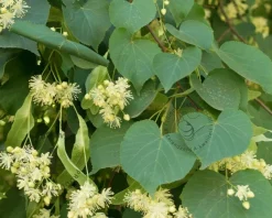 Tilia europaea 'Pallida'