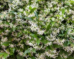 Trachelospermum jasminoides - In rek