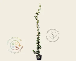 Trachelospermum jasminoides