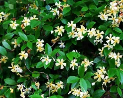 Trachelospermum jasminoides 'Star of Toscane'