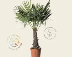 Trachycarpus fortunei