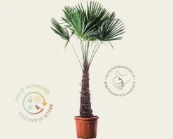 Trachycarpus fortunei
