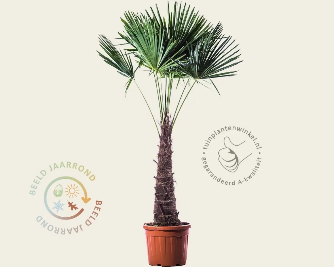 Trachycarpus fortunei