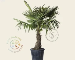Trachycarpus fortunei