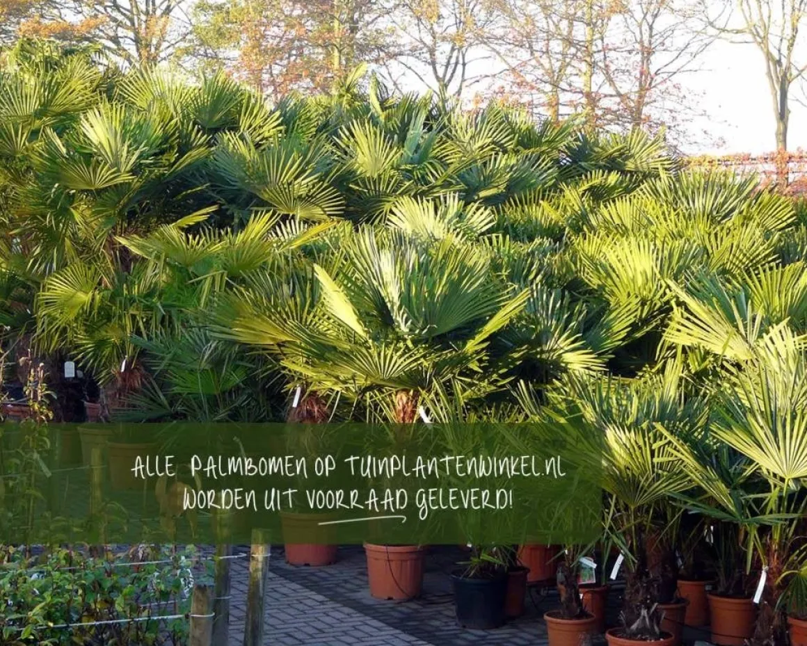 Trachycarpus fortunei