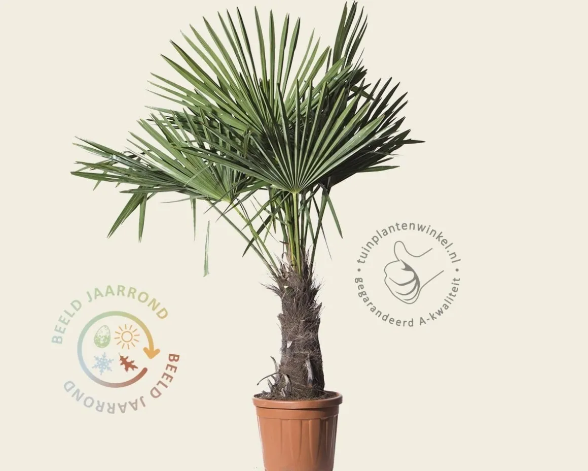 Trachycarpus fortunei