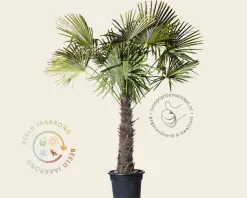 Trachycarpus fortunei