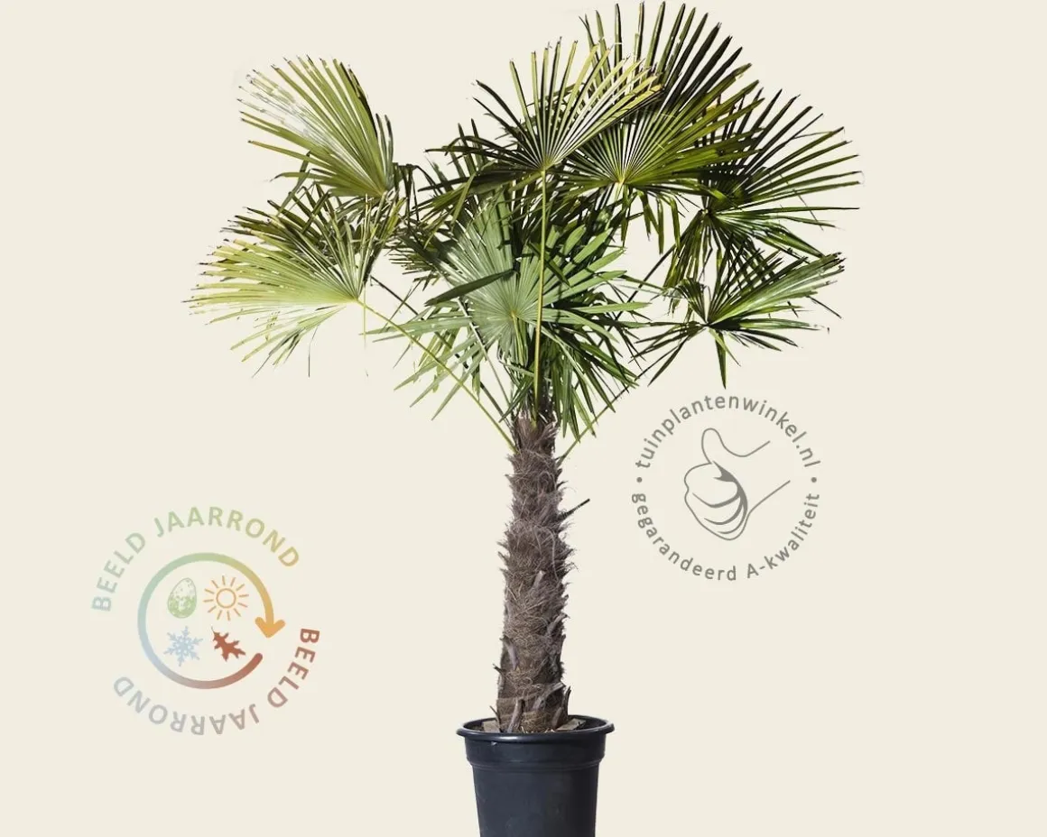 Trachycarpus fortunei