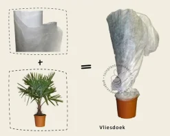 Trachycarpus fortunei