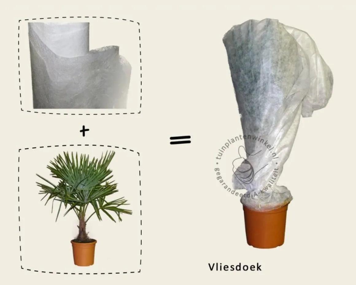 Trachycarpus fortunei