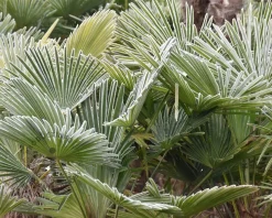 Trachycarpus fortunei - 3 stam