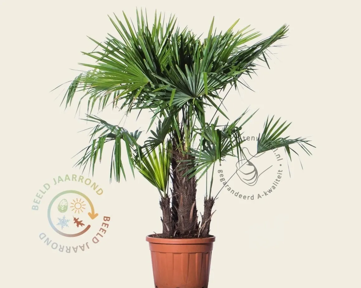 Trachycarpus fortunei - 3 stam